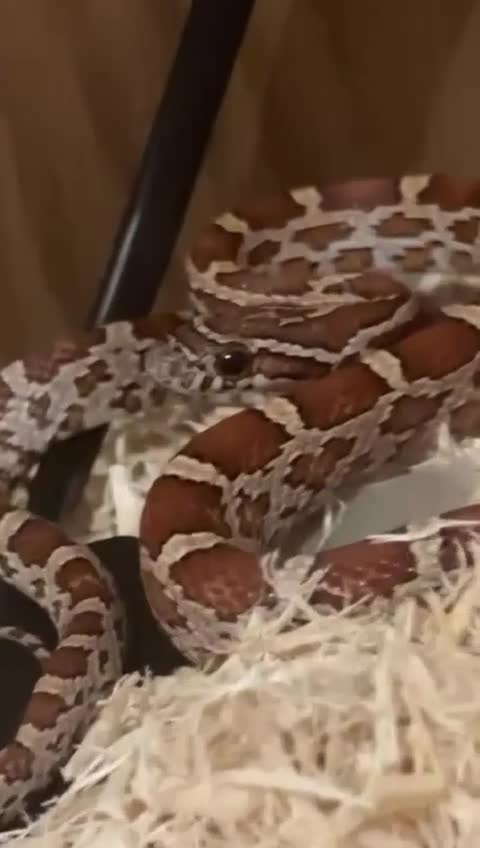 Corn Snake reptiles for sale: Cornsnakes - Video 1