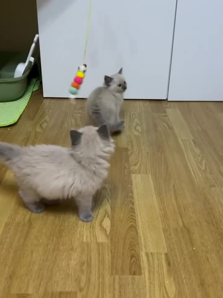 Ragdoll cats for sale: Two girls and one Boy ragdoll kittens ready to go in Swansea - Video 2