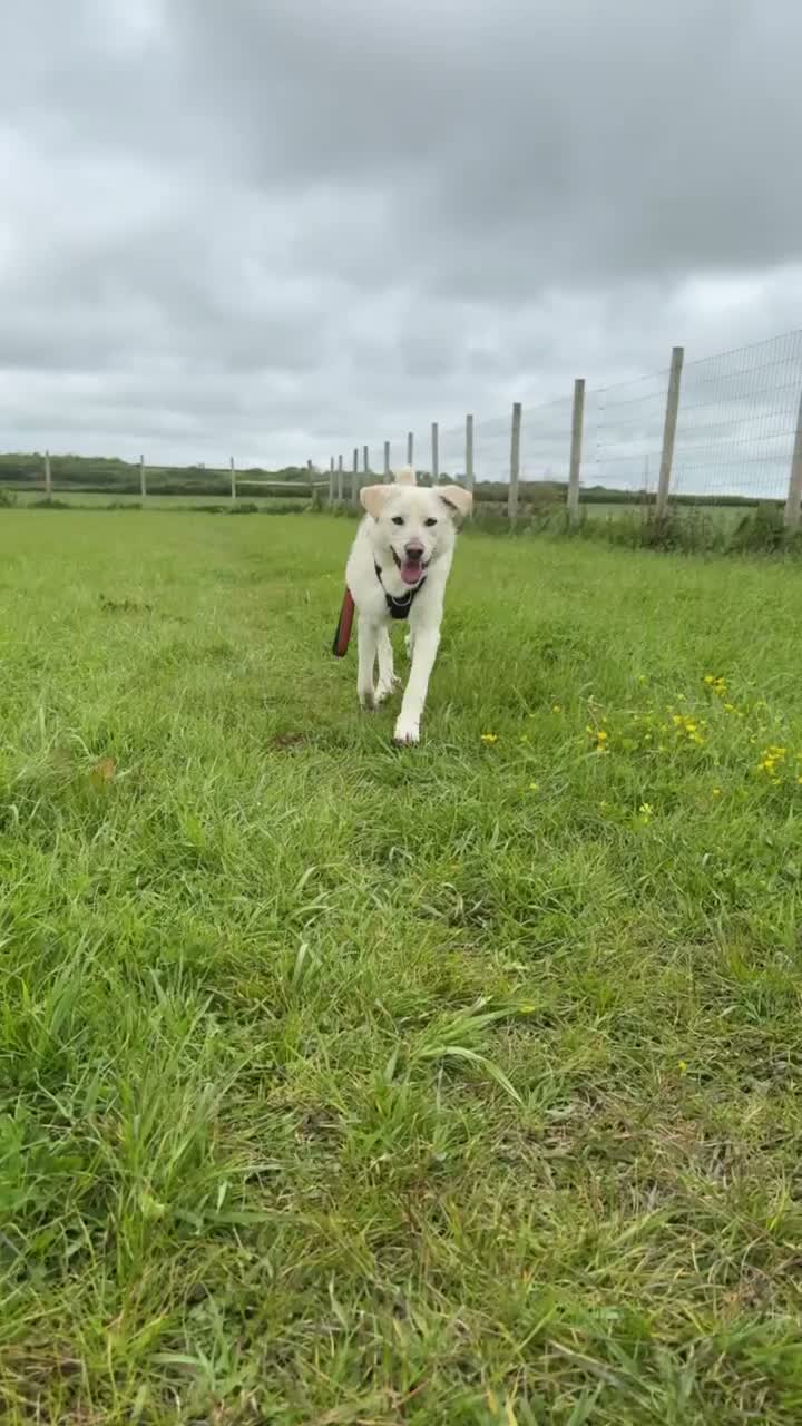 Mixed Breed dogs for adoption: Bobby – Labrador Retriever Mix - Video 1