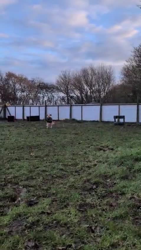 Saluki dogs for adoption: Falkor - Video 2