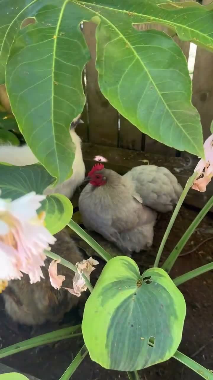 Chickens poultry for sale: two Silkie chickens and one Lavender Pekin hen in Bradford - Video 1