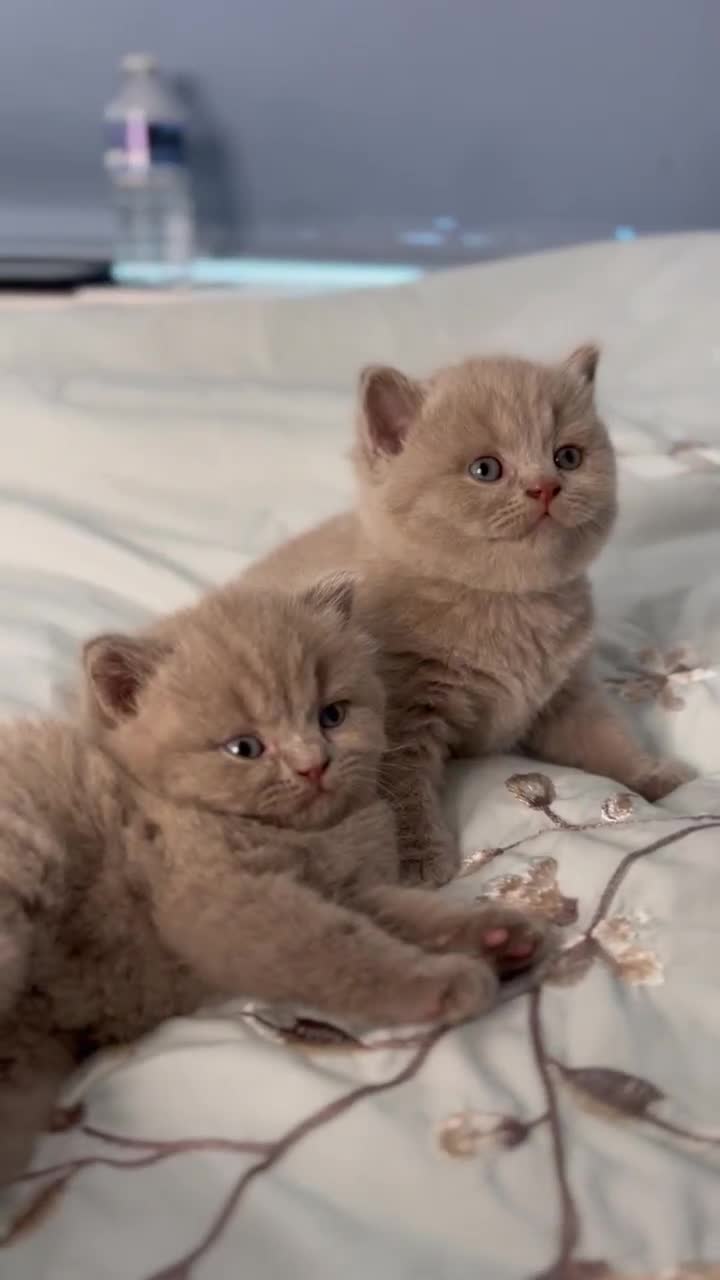 British Shorthair cats for sale: 🐱Adorable Rare Lilac British Shorthair Kittens - Video 2