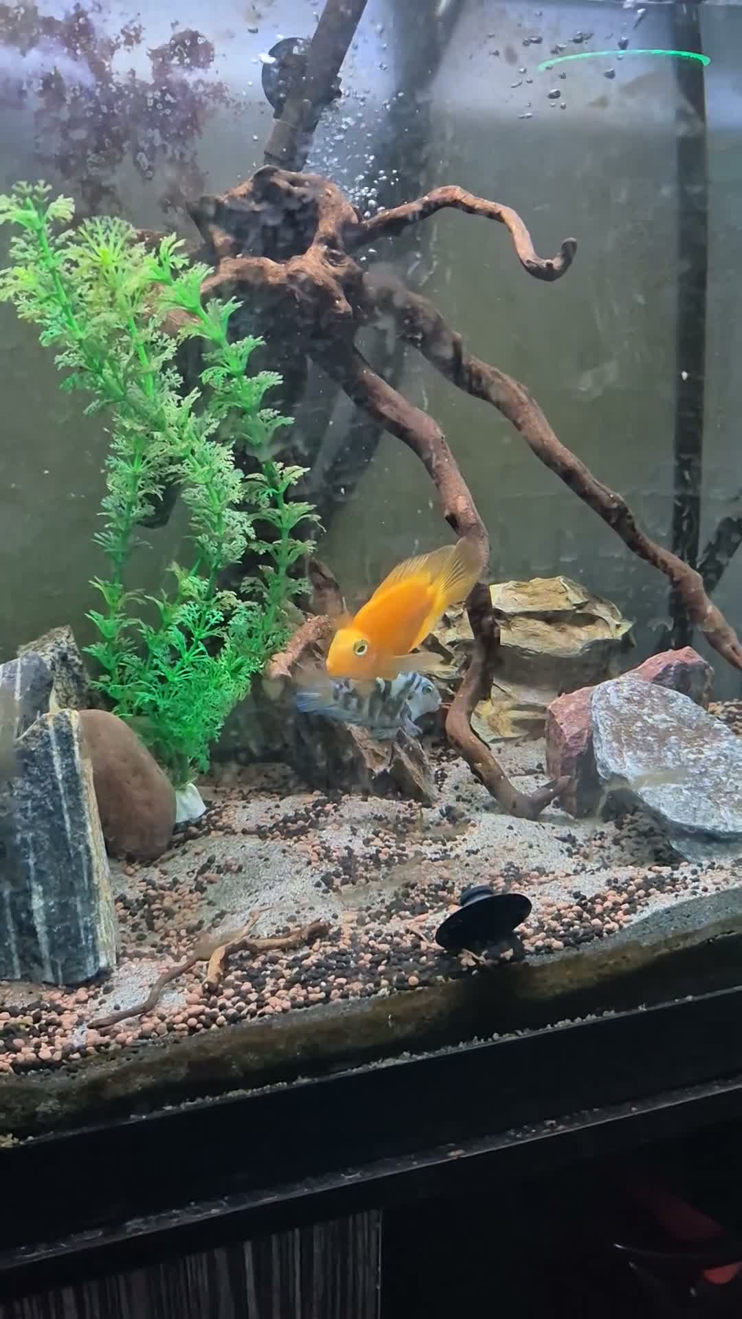 Cichlids fish for sale: Blood parrots and polar parrot fish - Video 1