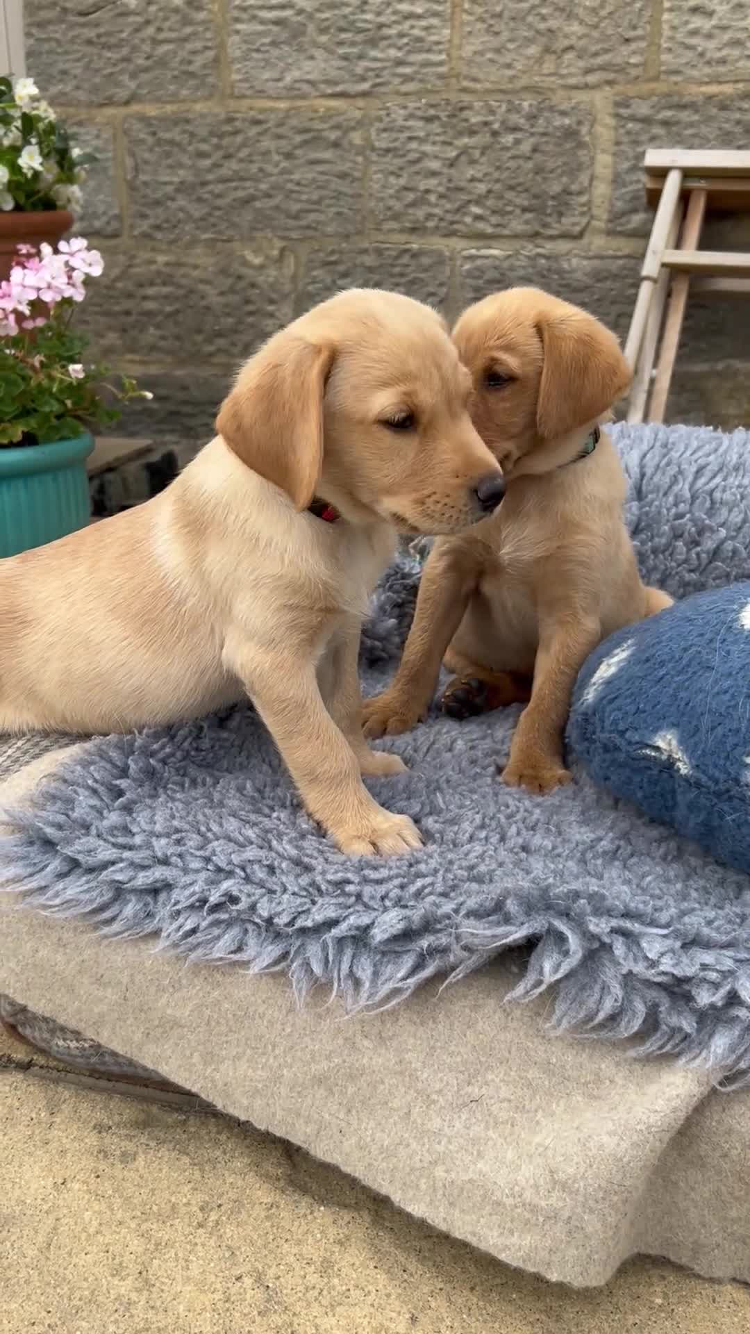 Labrador Retriever dogs for sale: 11 Exceptional Labrador Puppies - Video 2