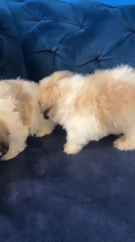 Zuchon dogs for sale: Beautiful Shichon Puppies-Bichon Frise X Shih Tzu in Scunthorpe - Video 1
