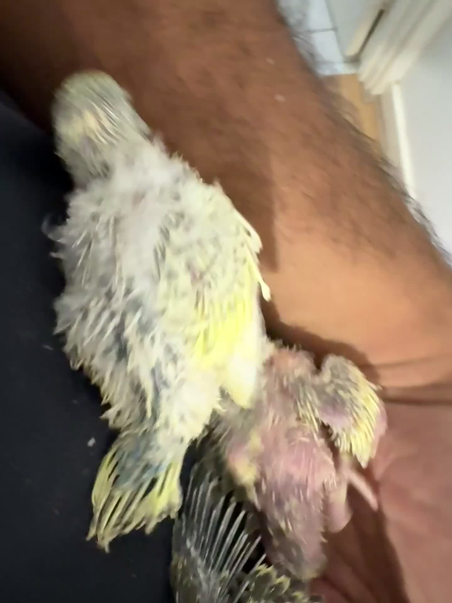 Budgerigars birds for sale: Baby budgies in Sheffield - Video 4