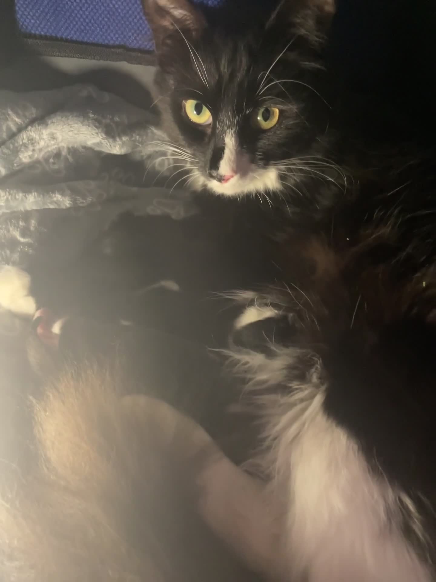 Mixed Breed cats for sale: Bonded sisters ready for a loving home - Video 1