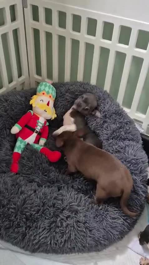 Chihuahua dogs for sale: ❤️Amazing KC Chihuahua Puppies - Video 2