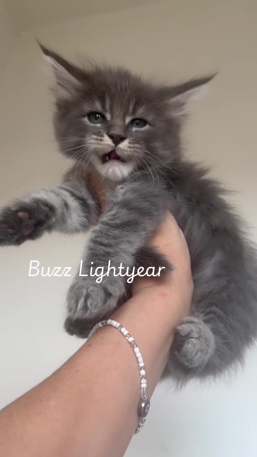 Maine Coon cats for sale: GCCF HealthTested Russian Championline Mainecoons  - Video 1
