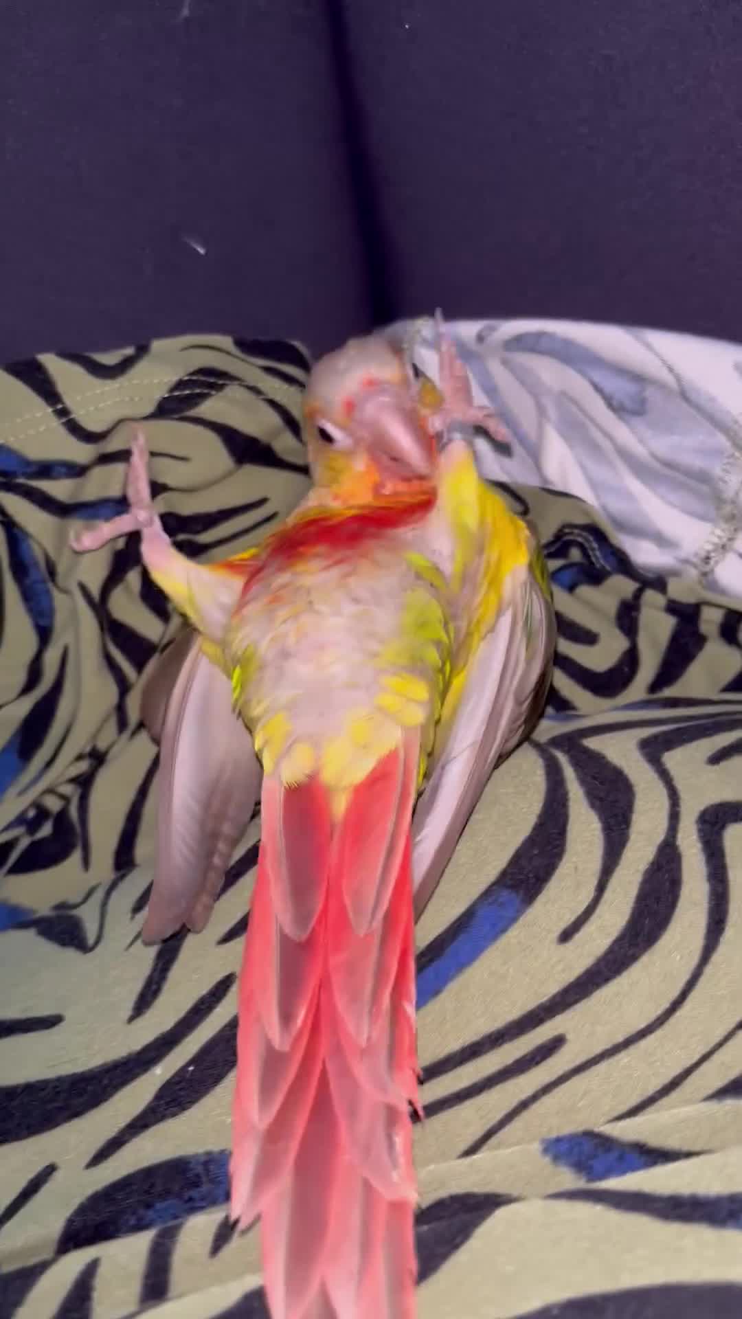 Conures birds for sale: 1 year old pineapple conure - Video 1