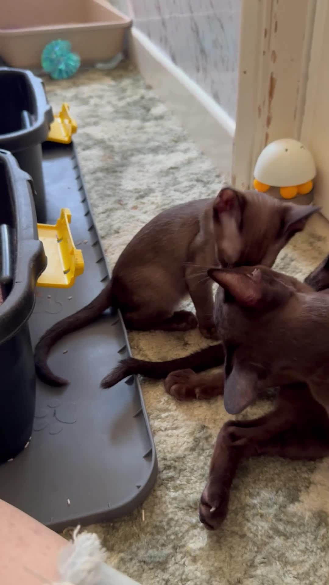 Burmese cats for sale: Burmese Kittens For Sale - Video 4