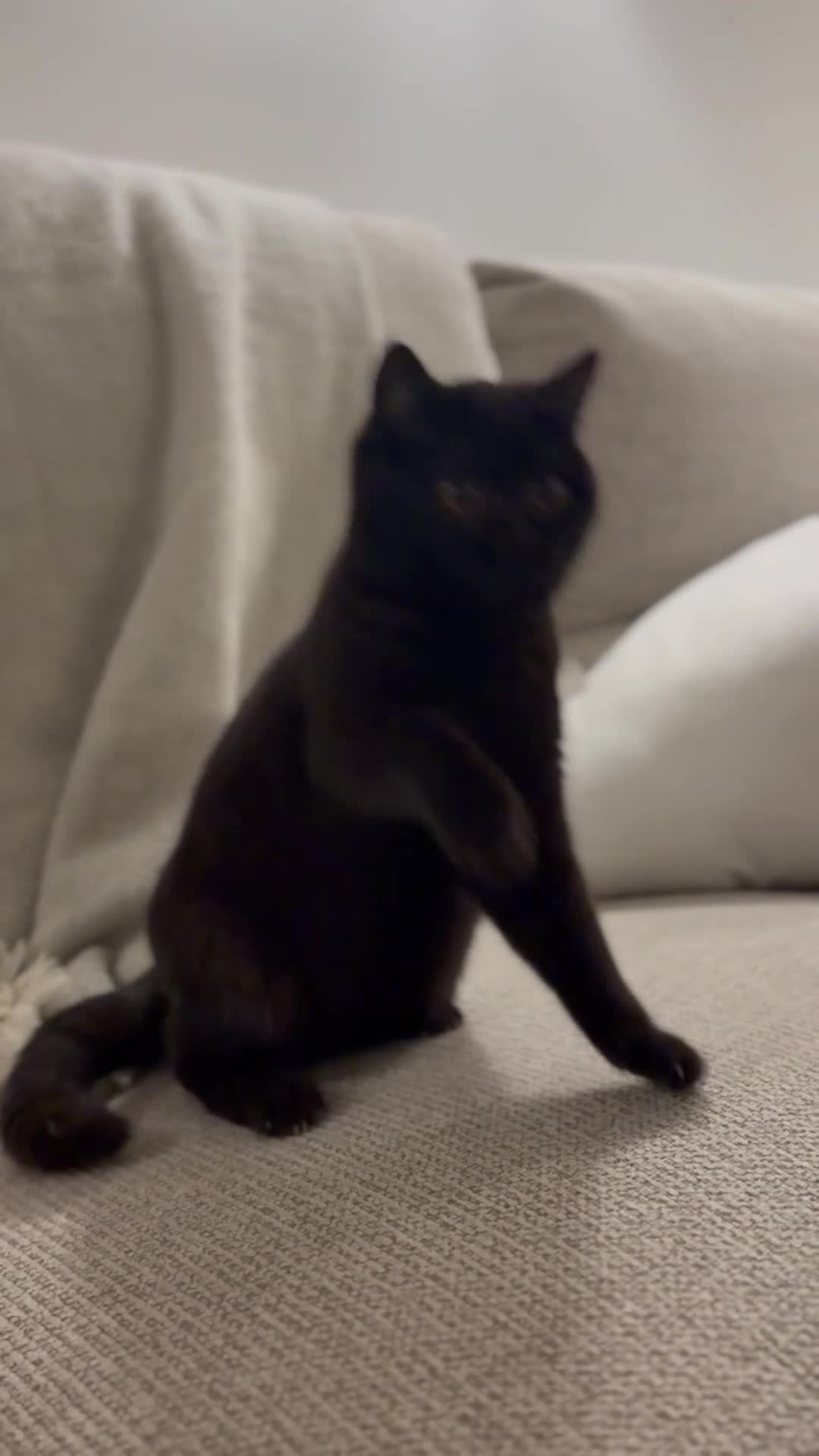 British Shorthair cats for sale: Beautiful British shorthair girl  - Video 1