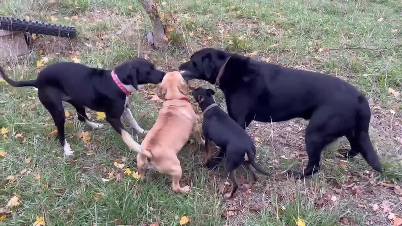 Pointer dogs for adoption: Socks is looking for her forever home in Mexborough - Video 1