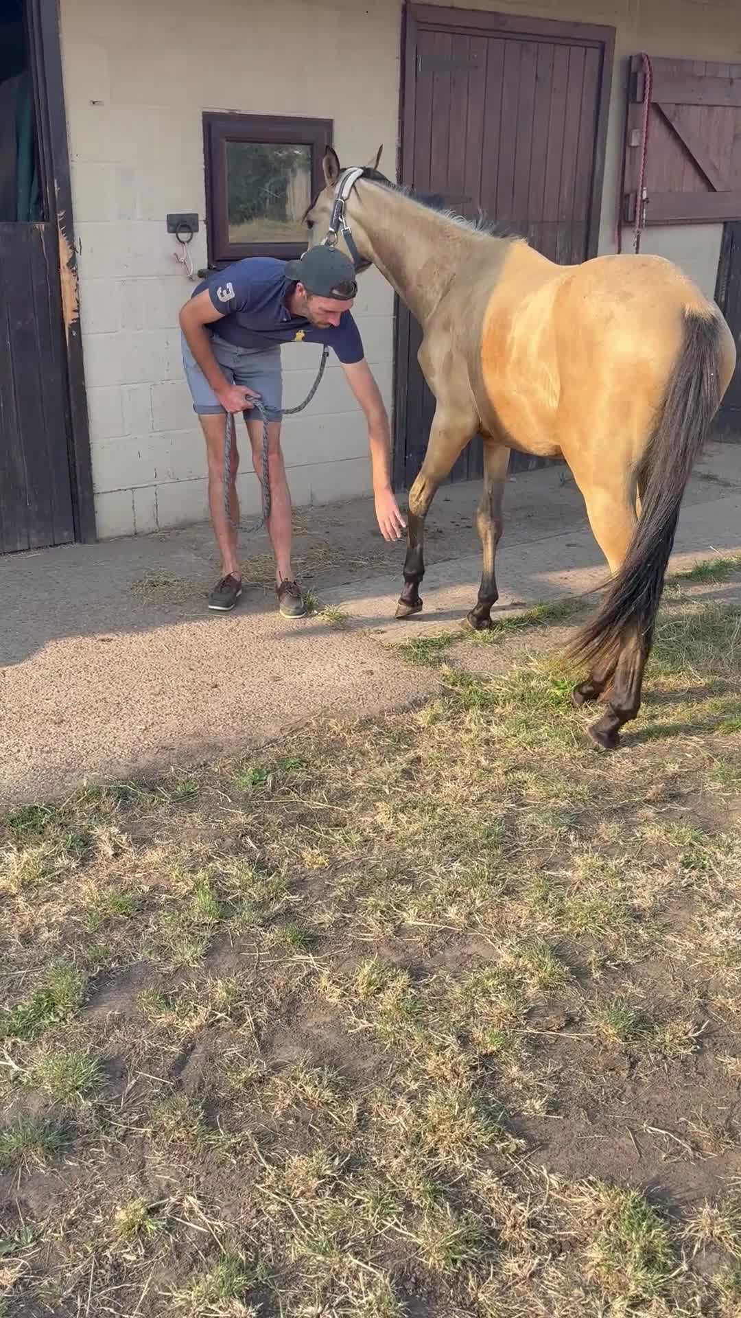 Other Breed horses for sale: 2 year old Dun - Video 2