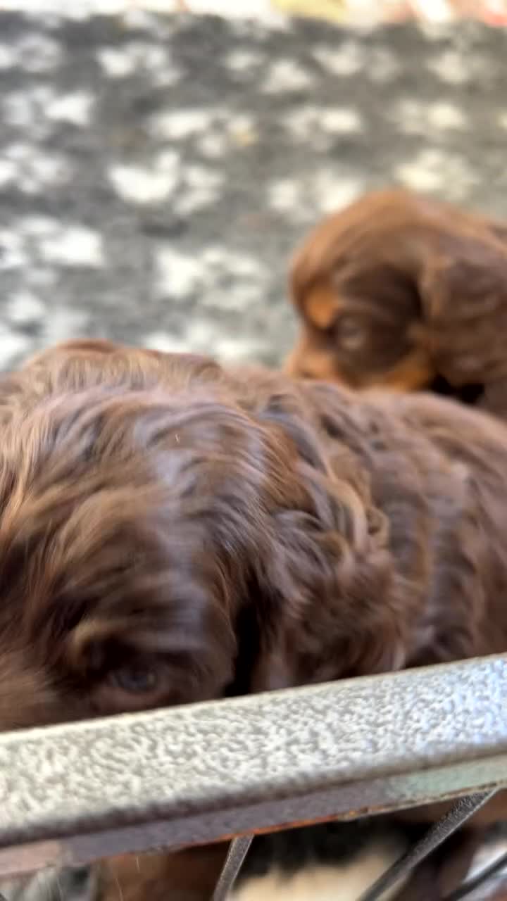 Cocker Spaniel dogs for sale: Beautiful cocker spaniel pups  - Video 1