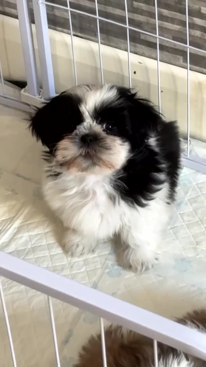 Shih Tzu dogs for sale: Black and white girl shitzu in Blackpool - Video 4