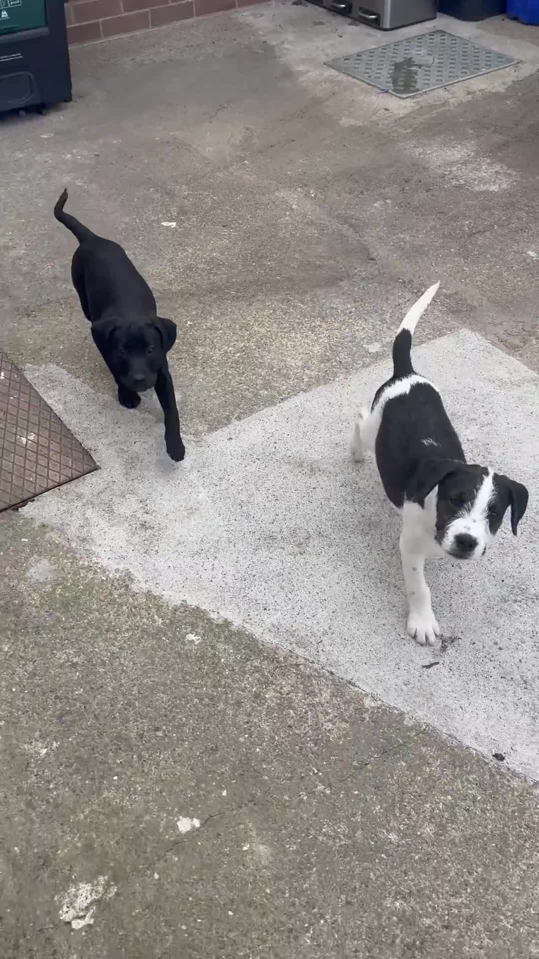 Mixed Breed dogs for sale: 2 pups left! Labrador X Whippet Lurcher Puppies 🐶 - Video 3