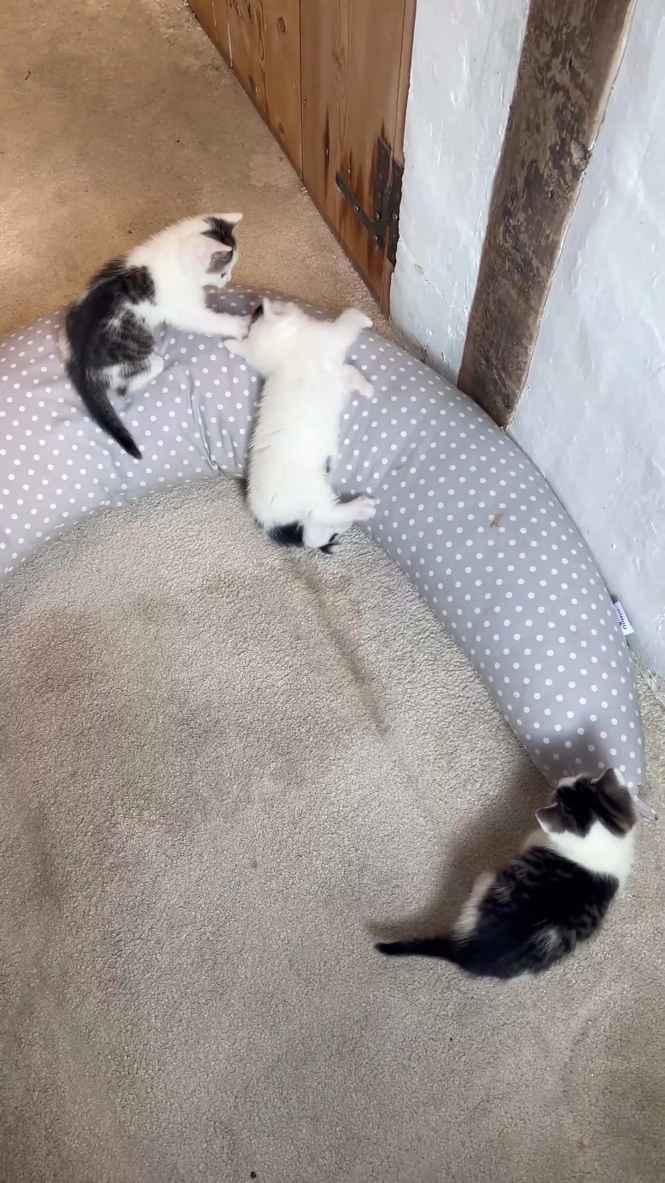 Mixed Breed cats for sale: Beautiful kittens from family home available now - Video 1