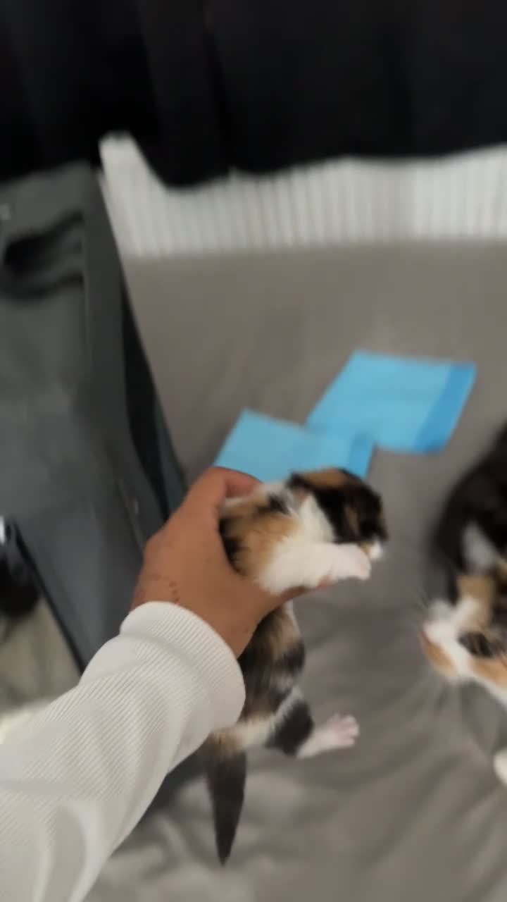 Mixed Breed cats for sale: 3 beautiful kittens available  - Video 2