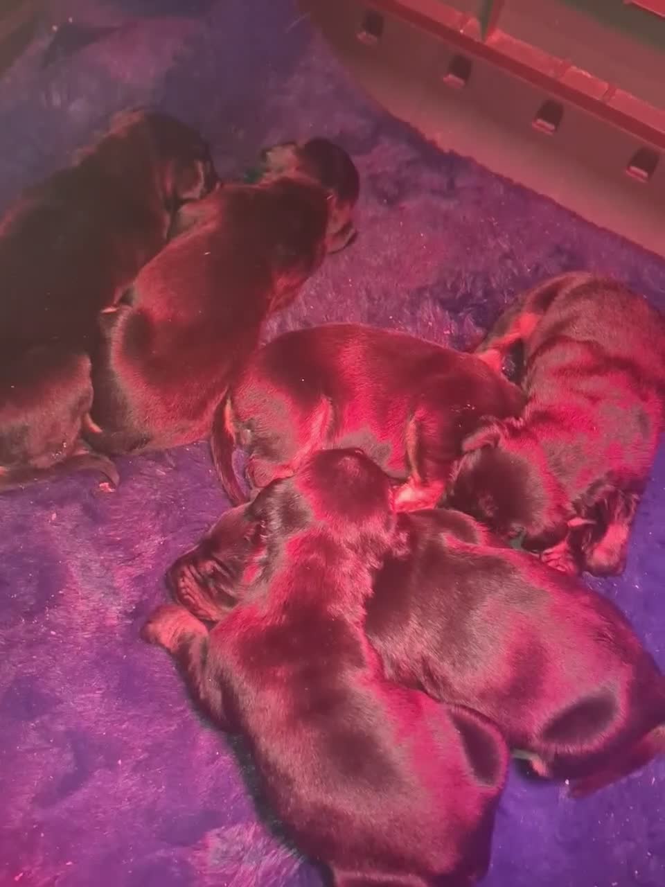Dobermann dogs for sale: Rare dobermann puppies  - Video 1