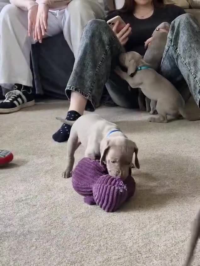 Weimaraner dogs for sale: Weimaraner (1G, 1B)❤️ 🐾READY NOW 🐾❤️ in Telford - Video 3