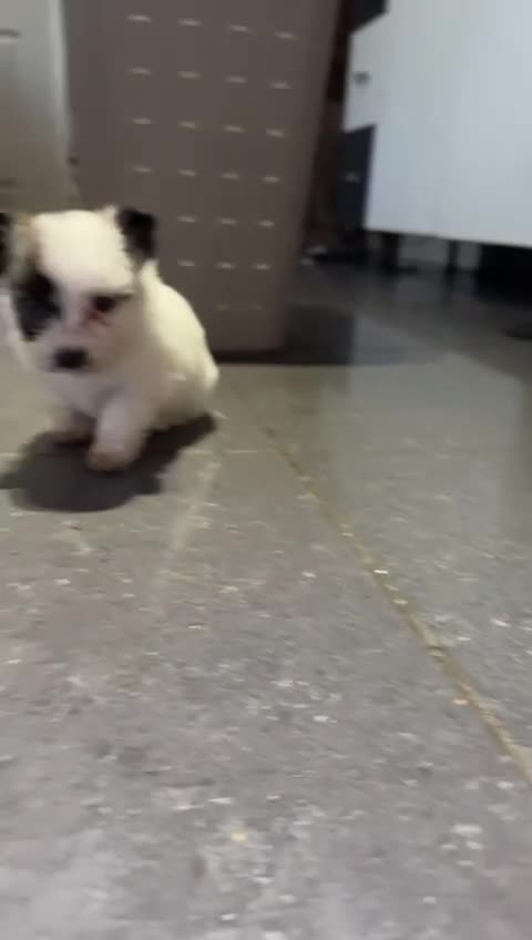 Morkie dogs for sale: 3 beautiful morkies looking for forever home  - Video 2