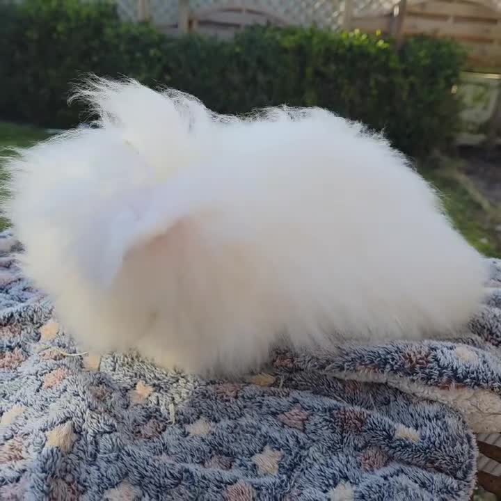 Angora rabbits for sale:  Super fluffy baby teddywidders  - Video 1