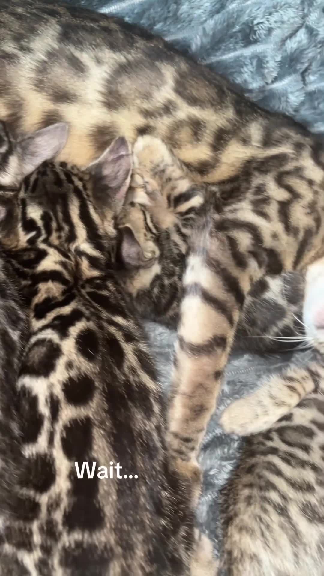 Bengal cats for sale: 🐆2 glitter gene tica bengal left naw ! 🐆 - Video 2
