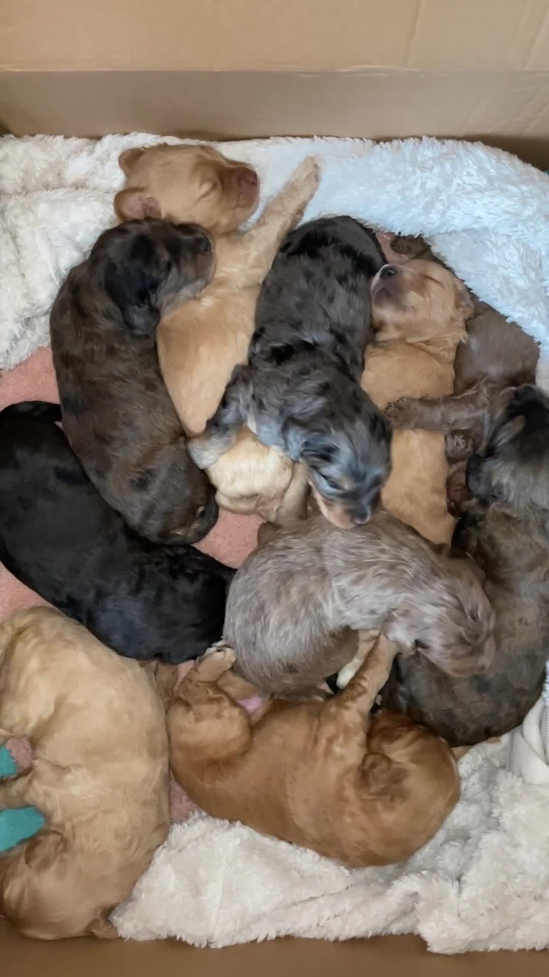 Double Doodle dogs for sale: Supreme Double Doodles - striking colours and coat - Video 5