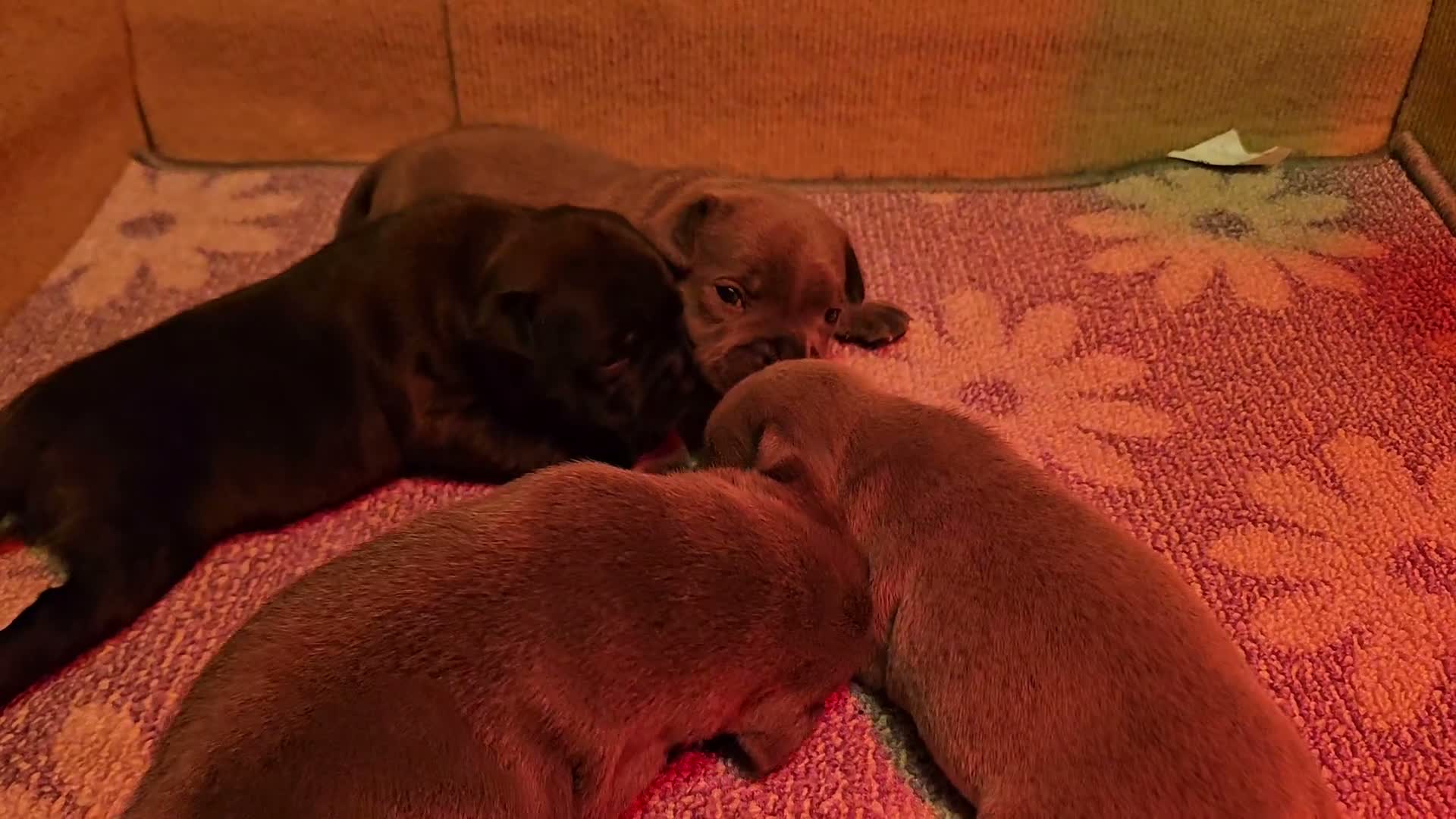 Staffordshire Bull Terrier dogs for sale: KC Reg Staffy Puppies - Bullscaff Sire Bill in Boston - Video 1