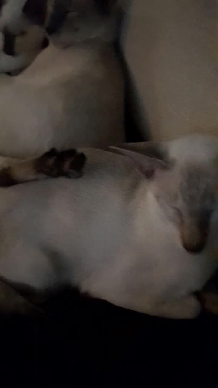 Siamese cats for sale: 3 boys for sale - Video 1