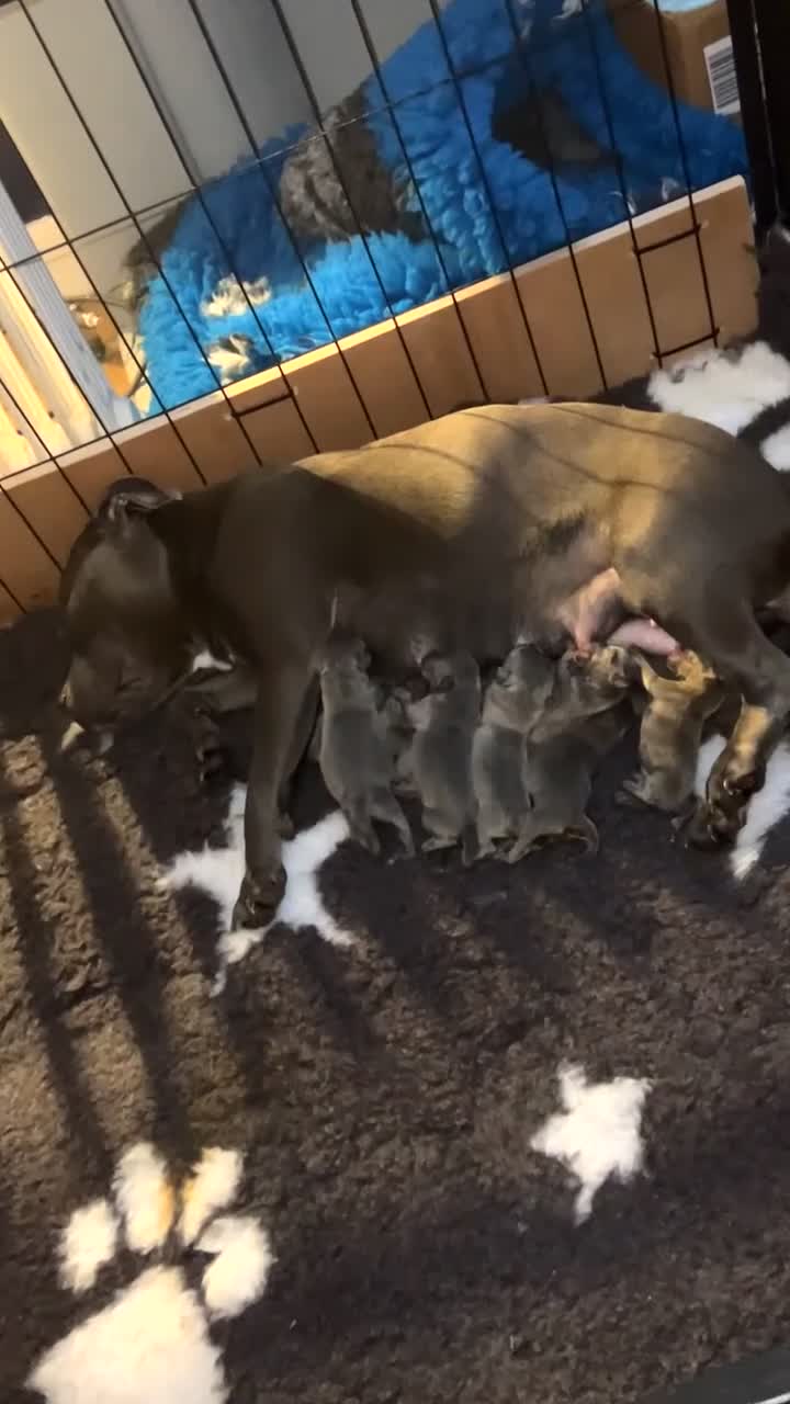 Staffordshire Bull Terrier dogs for sale: Beautiful blue Staffordshire bull terrier puppys - Video 1
