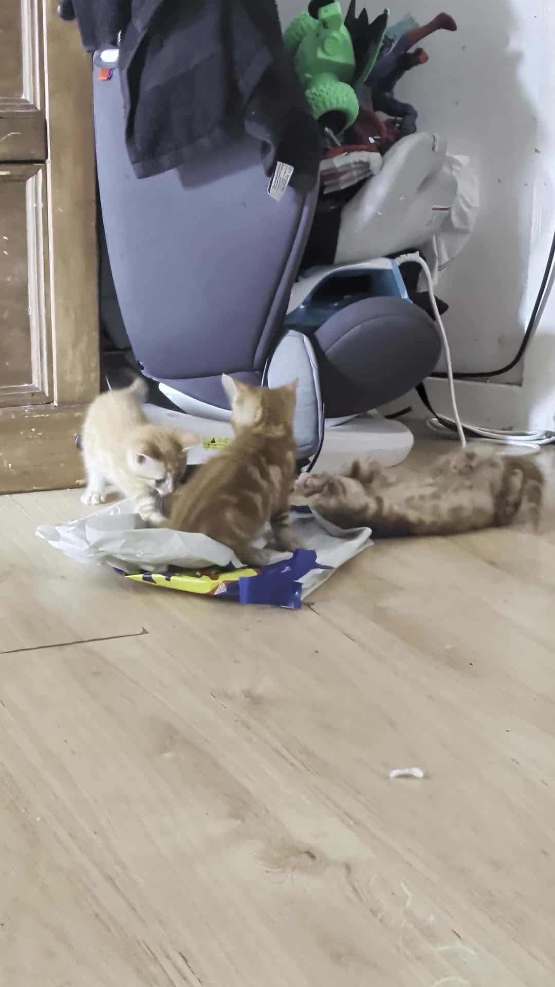 Mixed Breed cats for sale: 7 male - Video 1