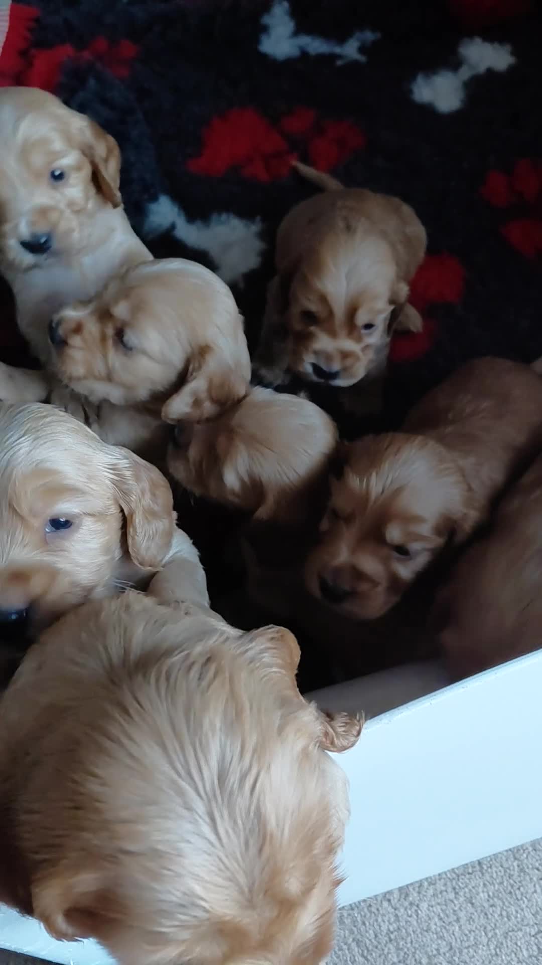 Cocker Spaniel dogs for sale: KC Golden Show Spaniels - Video 1
