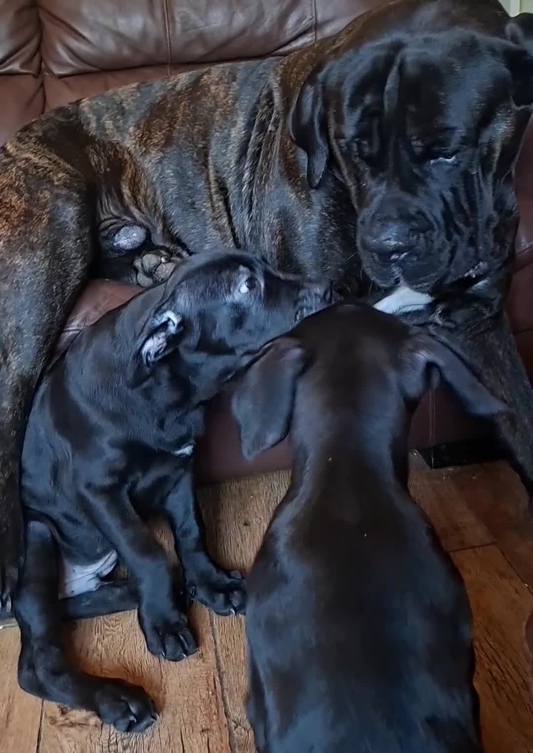 Cane Corso dogs for sale: Cane Corso Puppies - Video 1