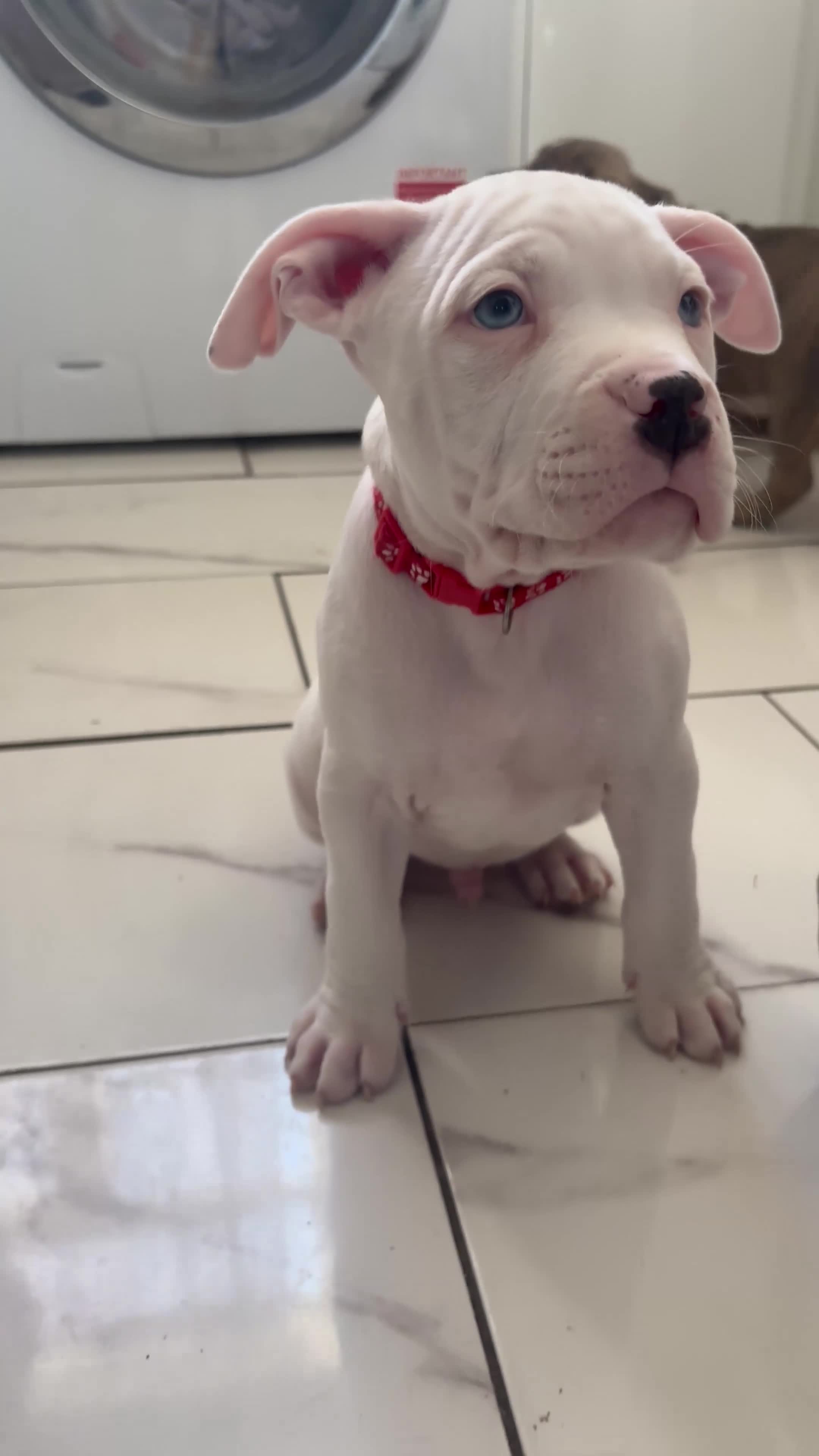 Staffordshire Bull Terrier dogs for sale: Staffordshire bull terrier puppies  - Video 1