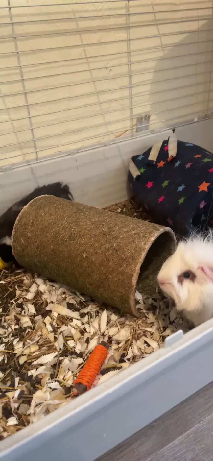 Guinea Pig rodents for sale: Both male guinea pigs a year old  - Video 1