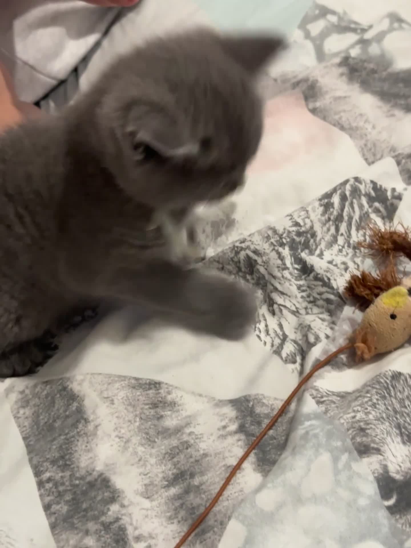 British Shorthair cats for sale: My 5 soft and fluffy BSH kitten looking a new home - Video 2