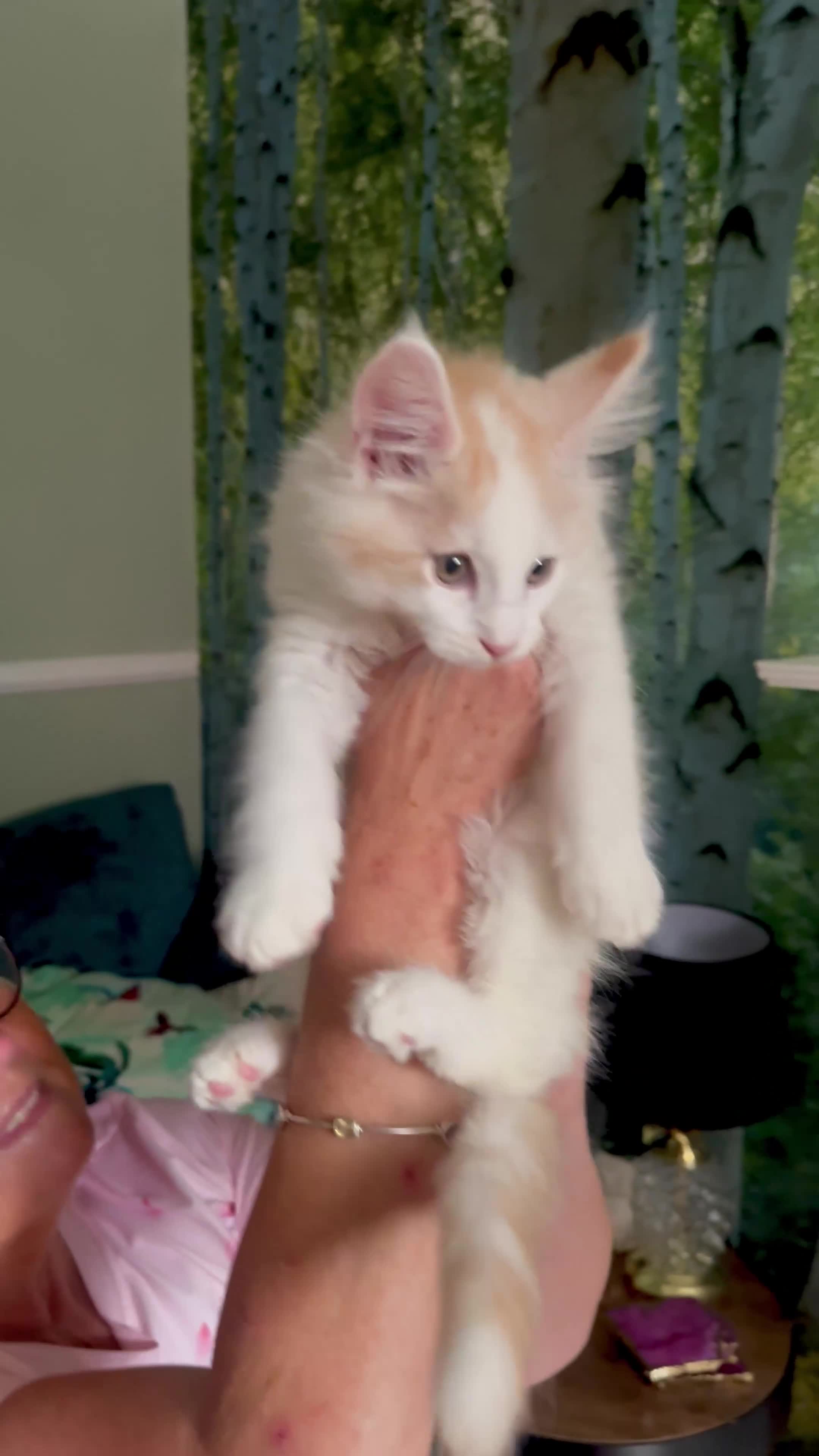 Maine Coon cats for sale: Stunning MaineCoon Kittens–Champion Bloodline - Video 4