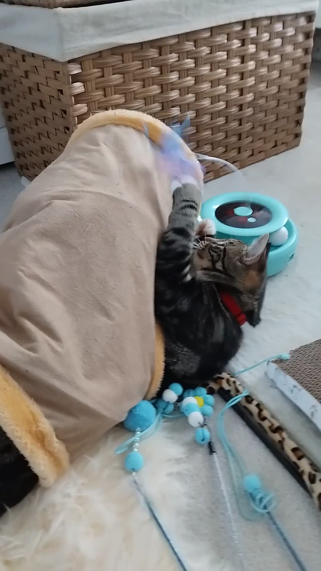 Mixed Breed cats for sale: Beautiful male kitten 6 months old in Norwich - Video 3