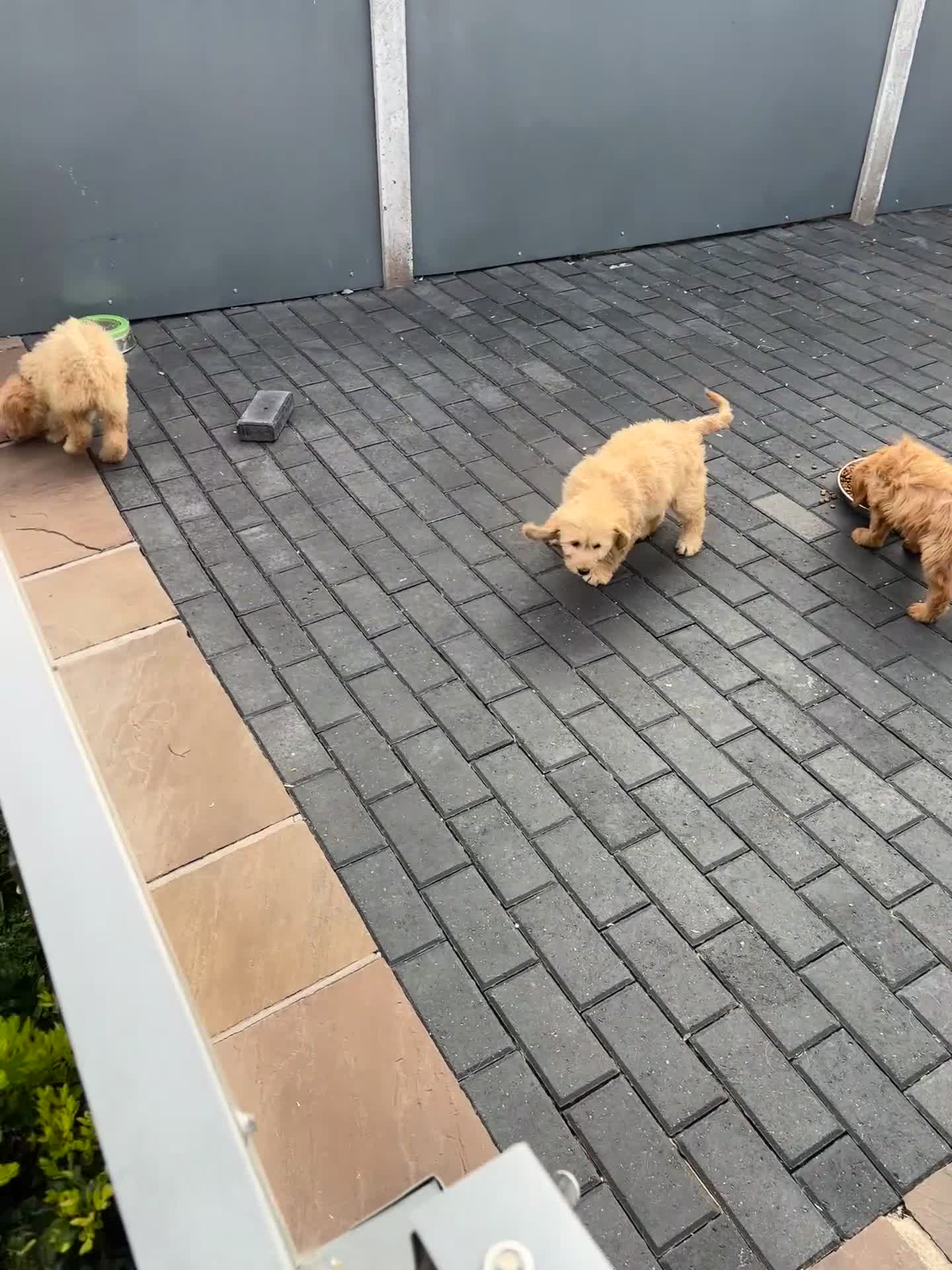 Goldendoodle dogs for sale: Golden doodles fully vaccinated ready to leave - Video 1