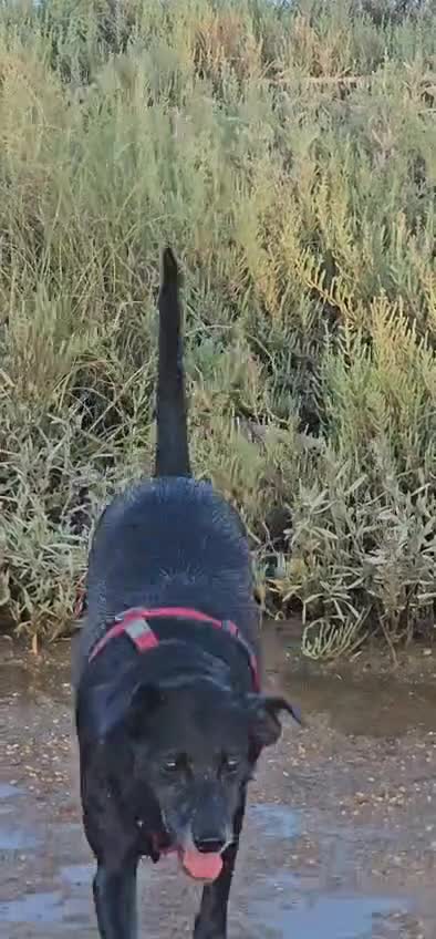 Mixed Breed dogs for adoption: Desperate Price Reduced 🚨  in Hengoed - Video 1