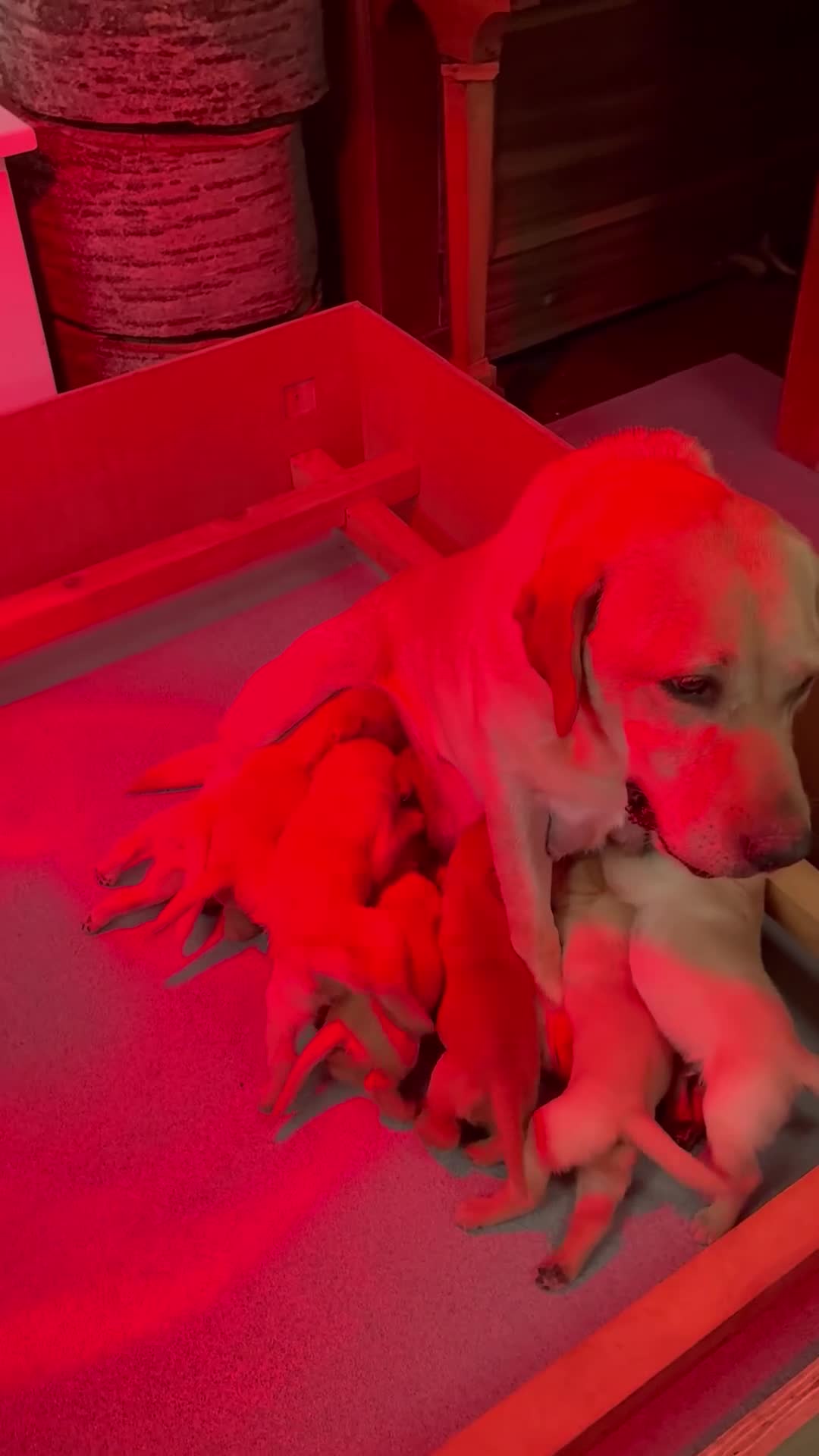 Labrador Retriever dogs for sale: Golden and red fox Labrador pups  - Video 2