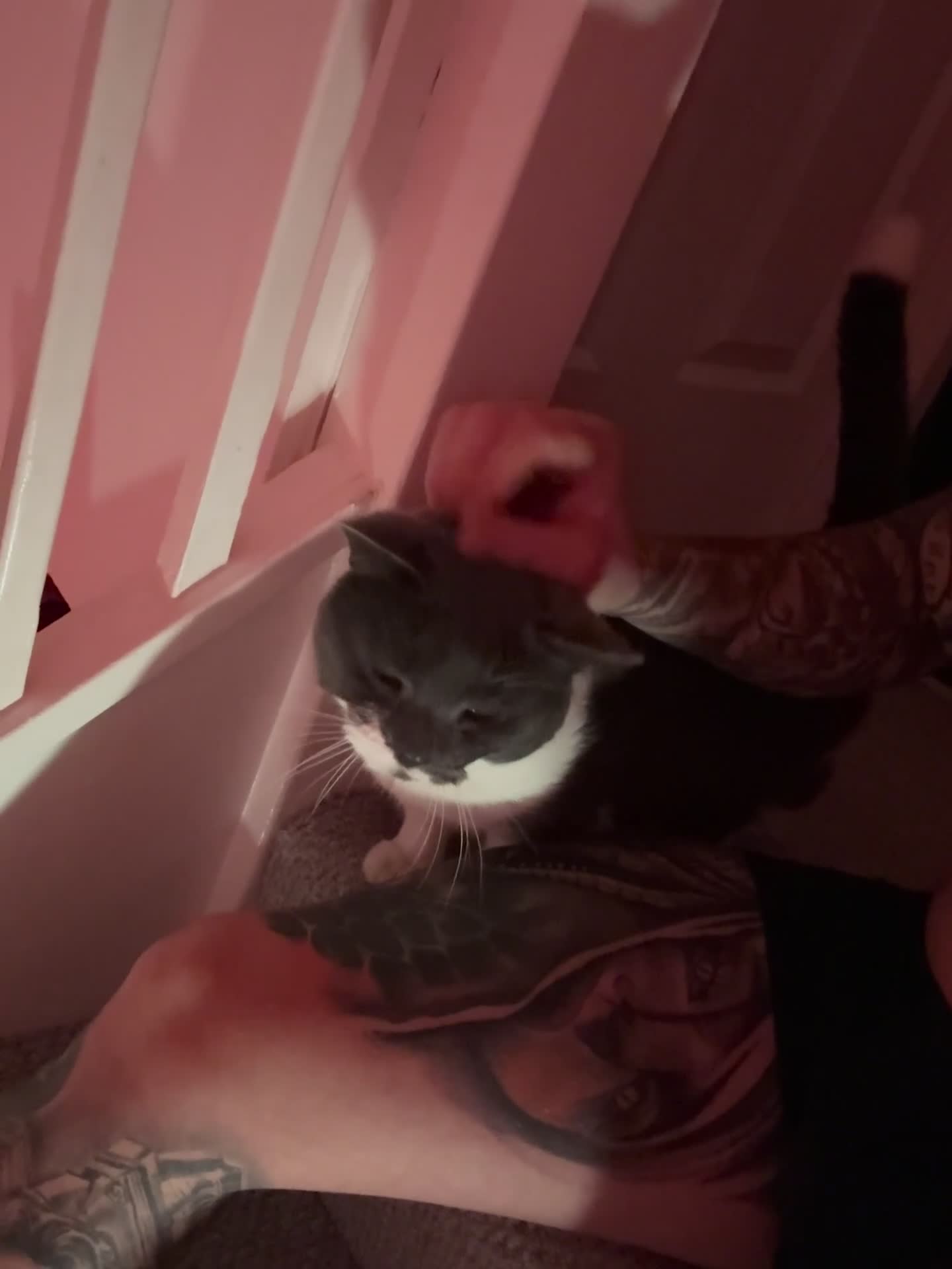 Russian Blue cats for sale: Blue russian cat  - Video 1