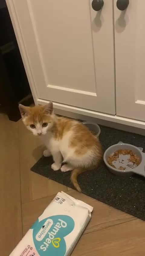 Mixed Breed cats for adoption: Ozzy needs a new home - Video 2