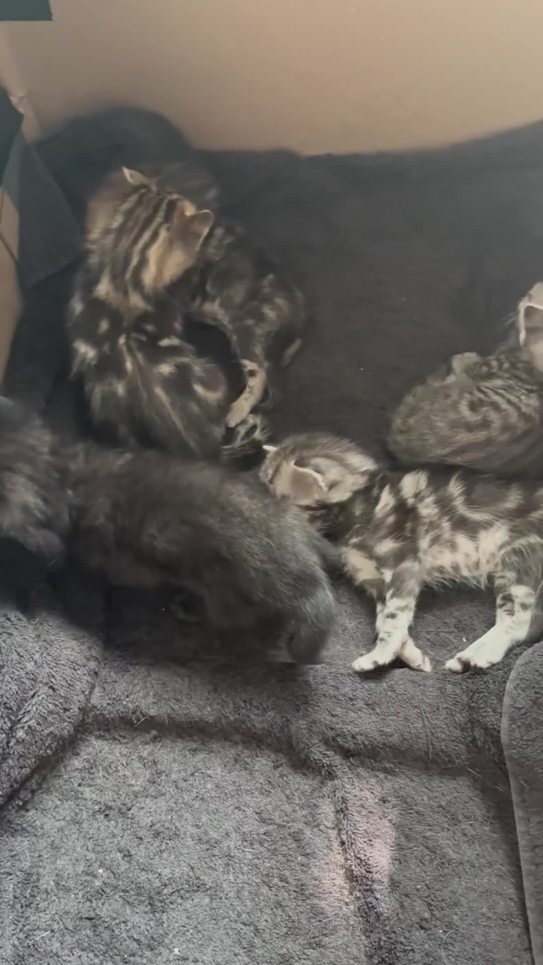 Mixed Breed cats for sale: 5 Beautifl kittens for sale  - Video 1