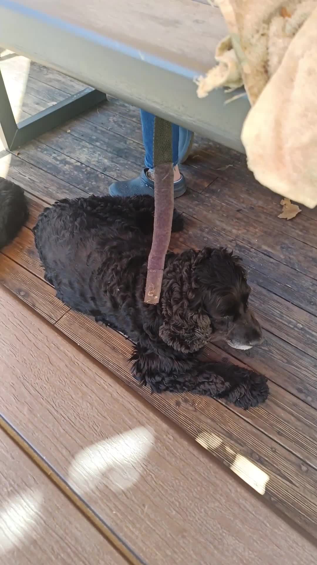 Portuguese Water Dog dogs for sale: Pwd puppies - Video 1