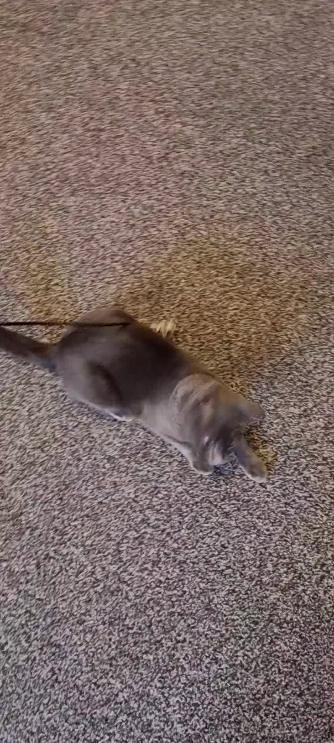 Russian Blue cats for sale: Blue Russian Cat Looking for a Loving Home - Video 1