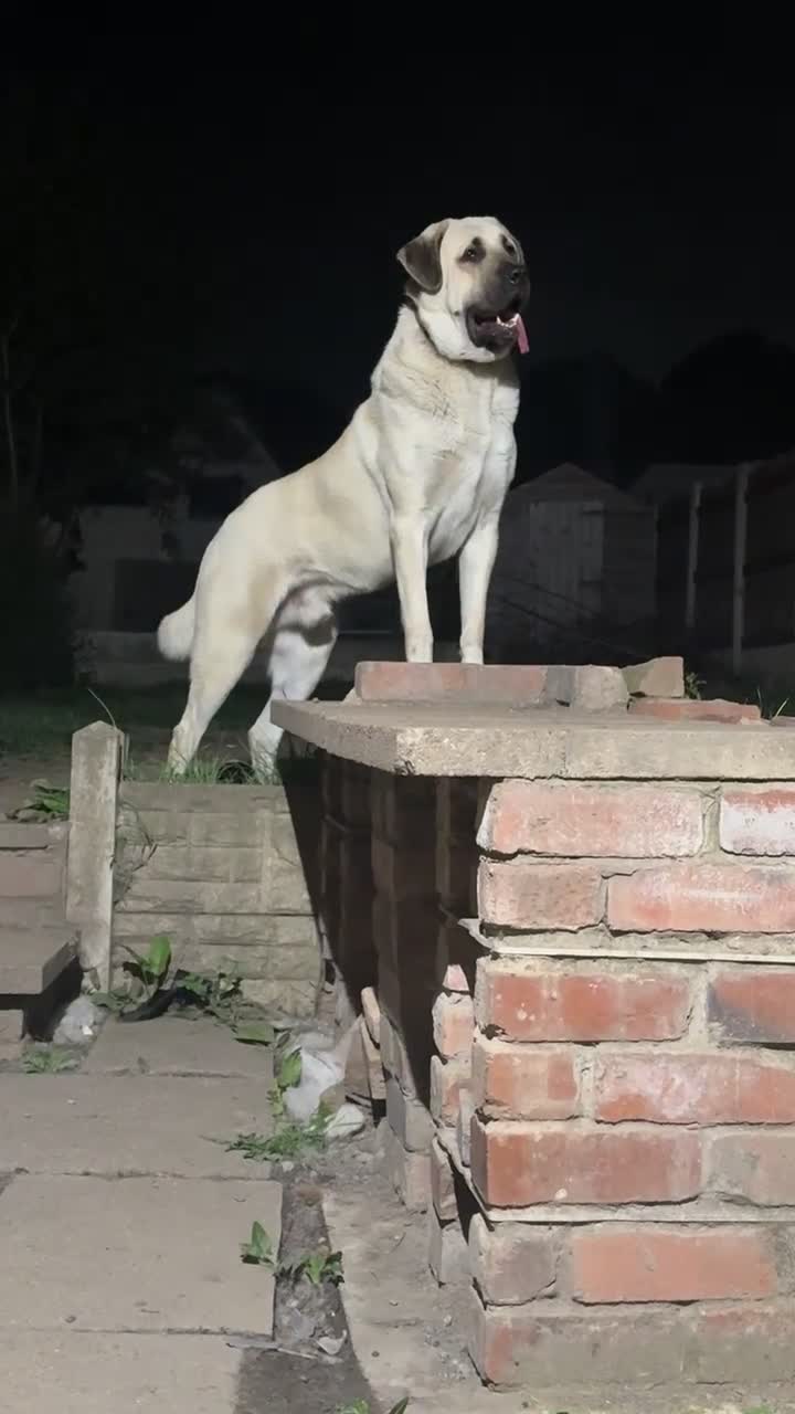 Turkish Kangal dogs for sale: Wolf the Turkish kangal in Rotherham - Video 4
