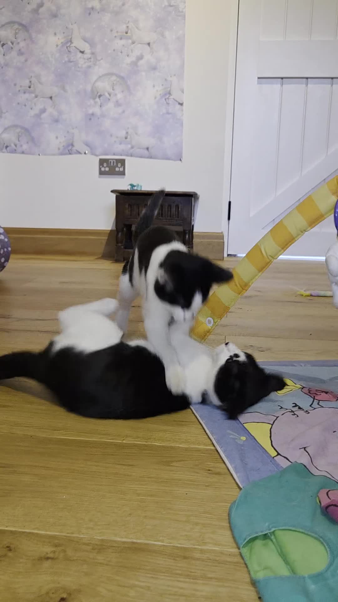 Domestic Shorthair cats for sale: Dynamic Duo Looking for an Outdoor Adventure! in Hook - Video 5